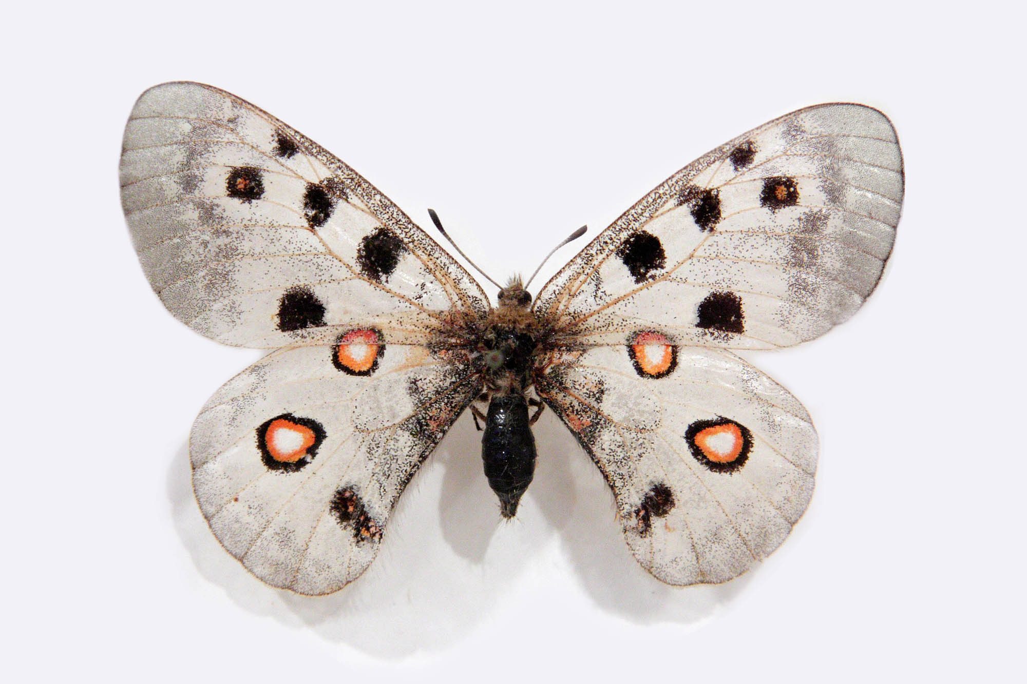 Parnassius arcticus